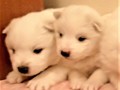 pups-4