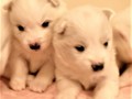 pups-5