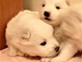 pups-6