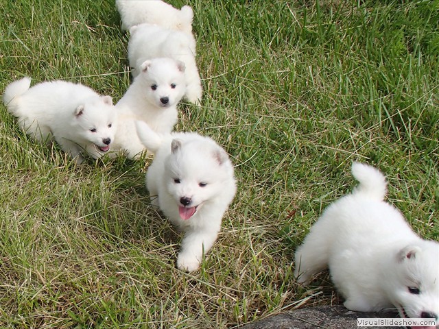 pups-3