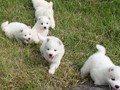 pups-3