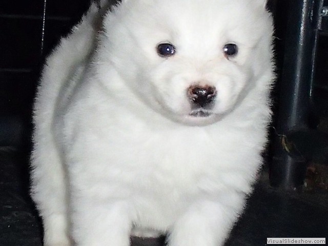 pups-10