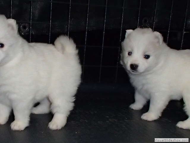 pups-11