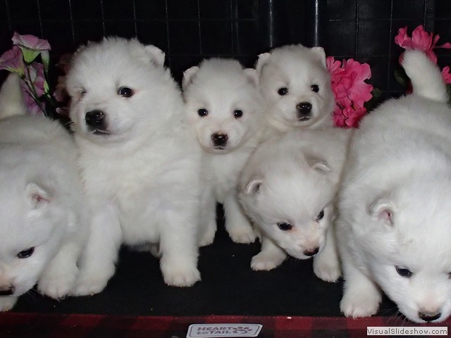 pups-2