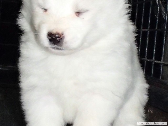 pups-7