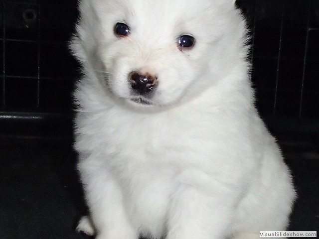 pups-9