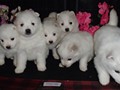 pups-1