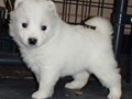 pups-13