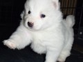 pups-8
