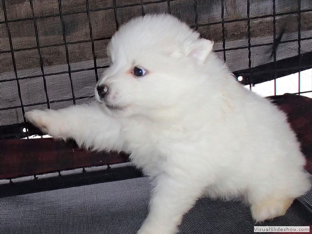 pups-1