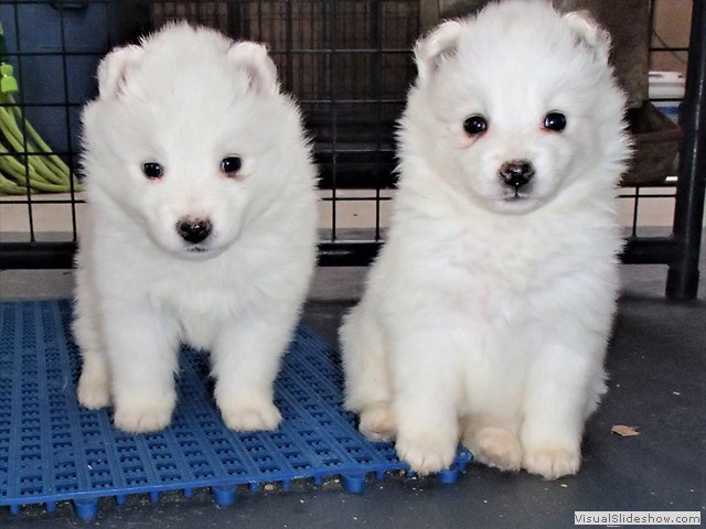 pups-10