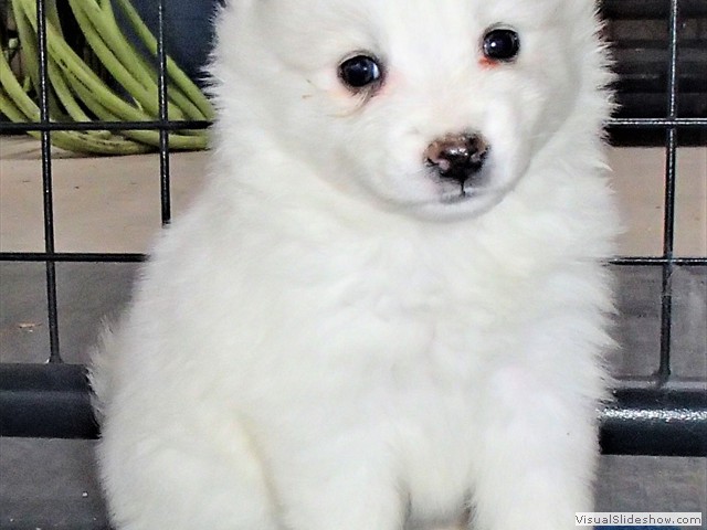 pups-11