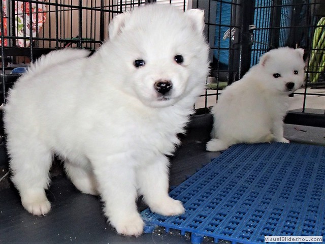 pups-12