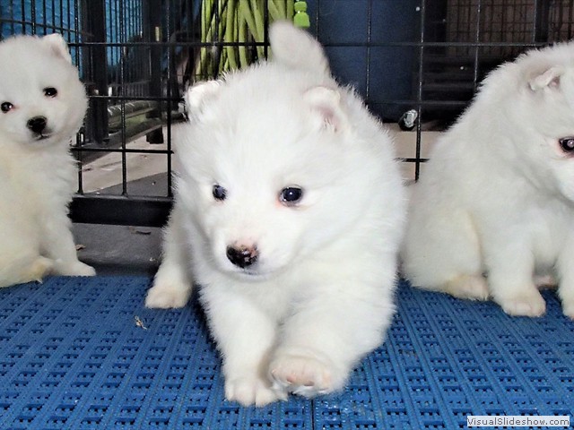 pups-13