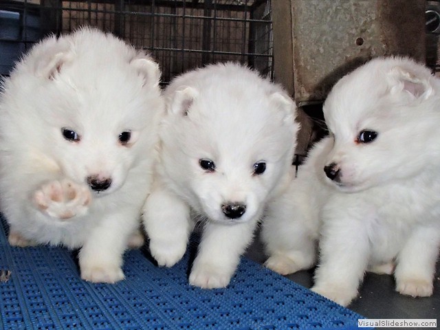 pups-14