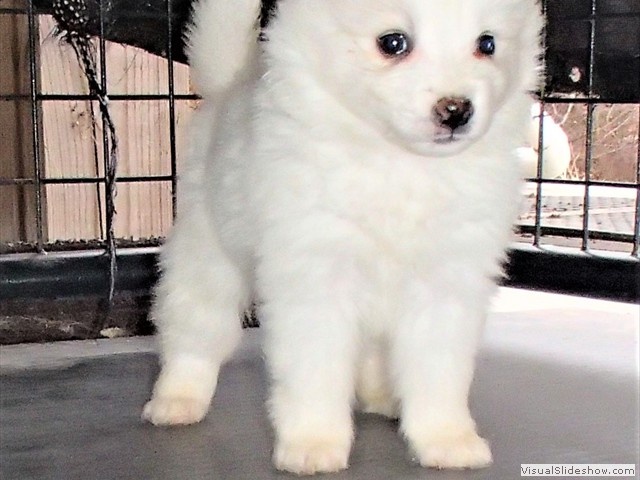pups-15