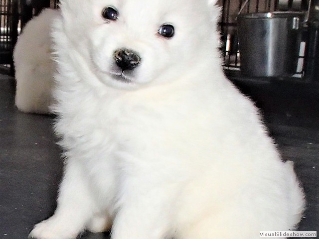 pups-16