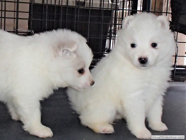pups-17
