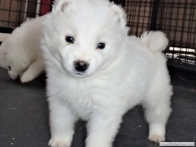 pups-18