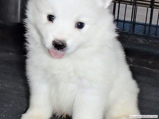 pups-19