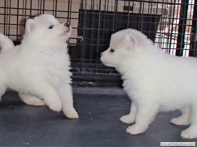 pups-2