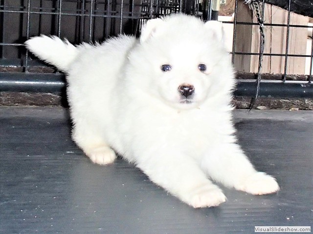 pups-20