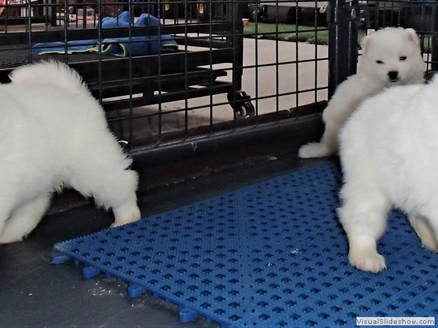 pups-22