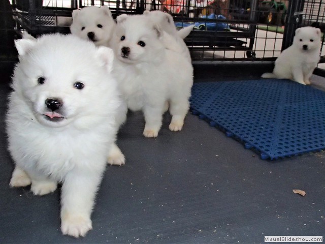 pups-23