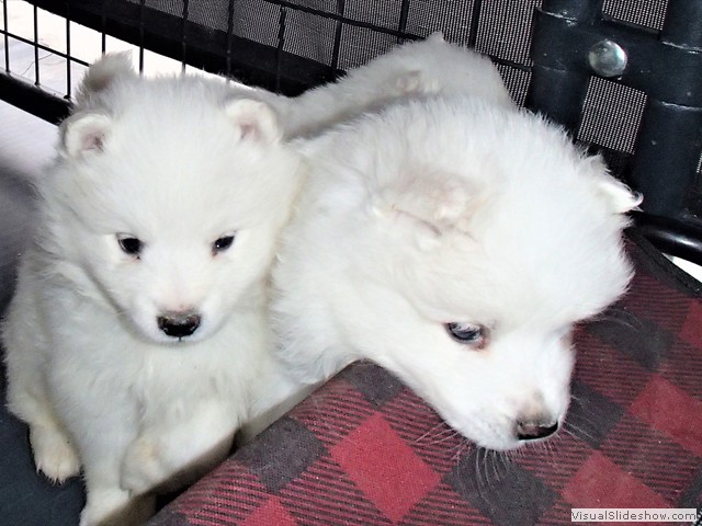 pups-26