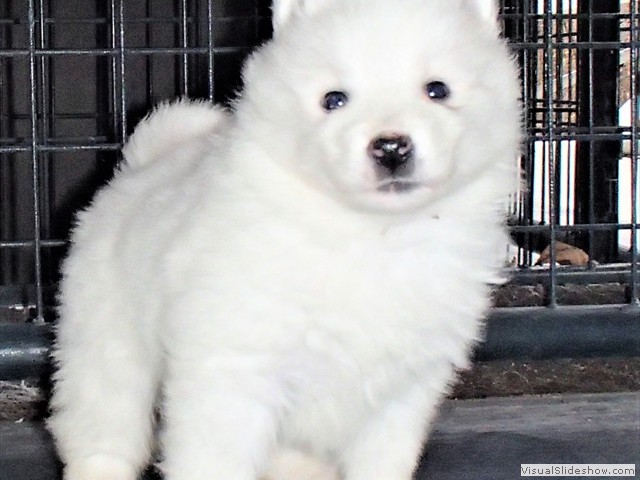 pups-27