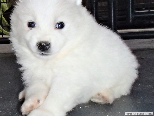 pups-28
