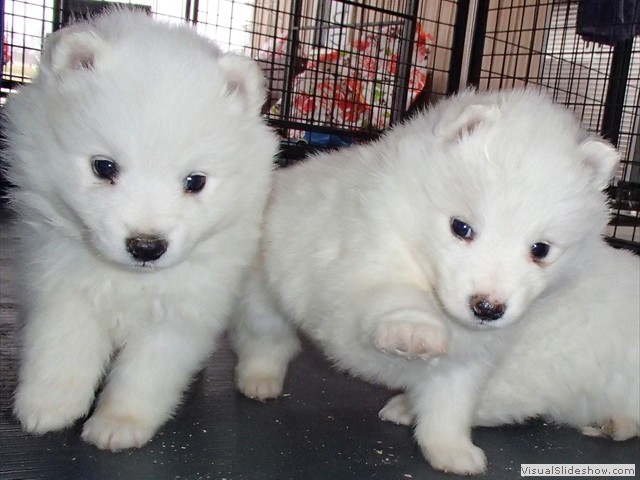 pups-29