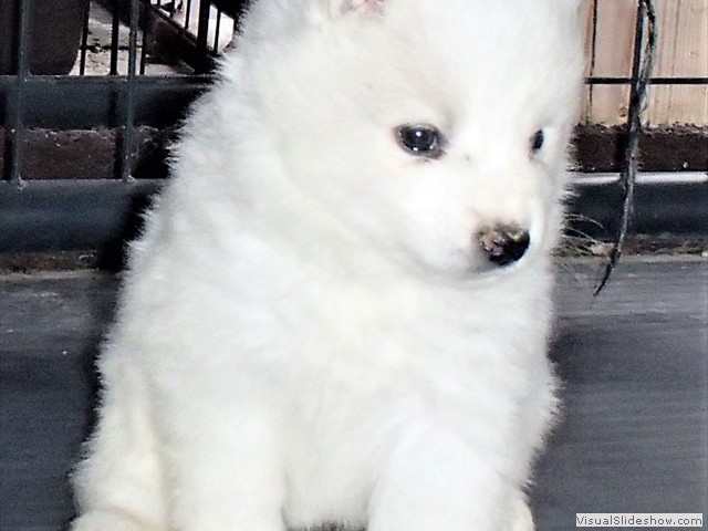 pups-3