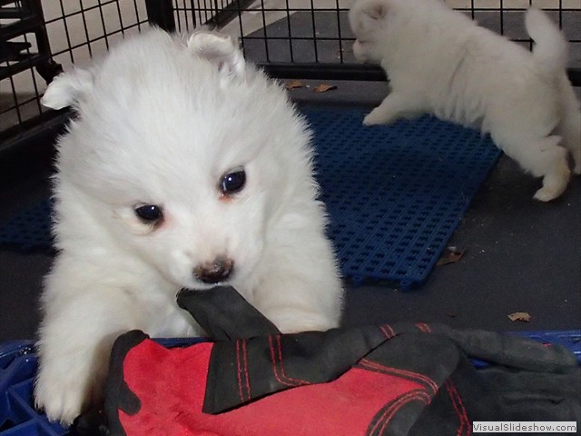 pups-30