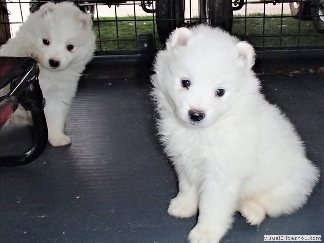 pups-32
