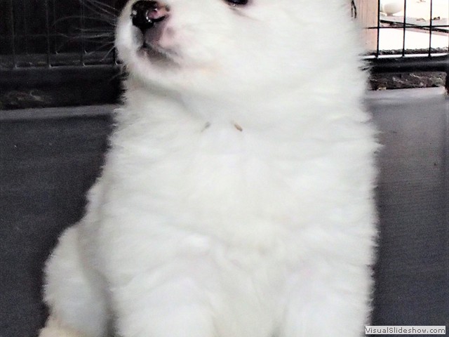 pups-4
