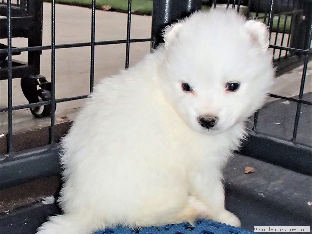 pups-5
