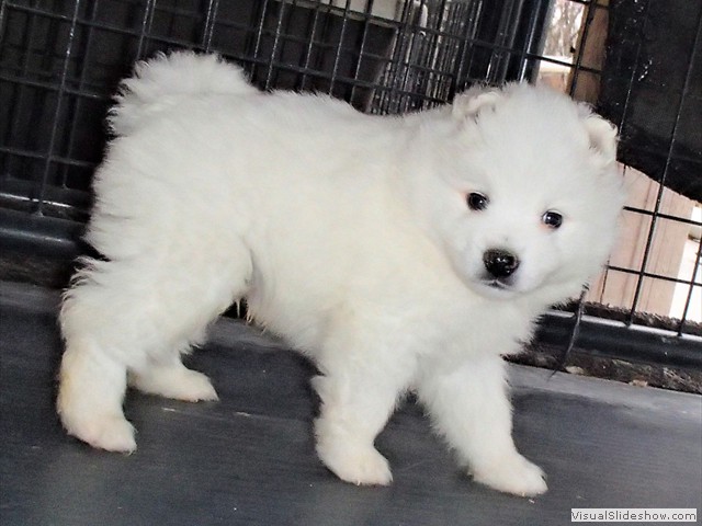 pups-6