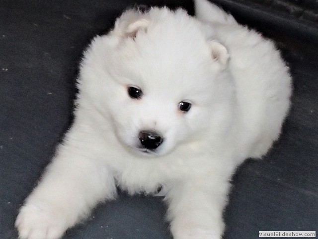pups-7