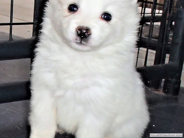 pups-8