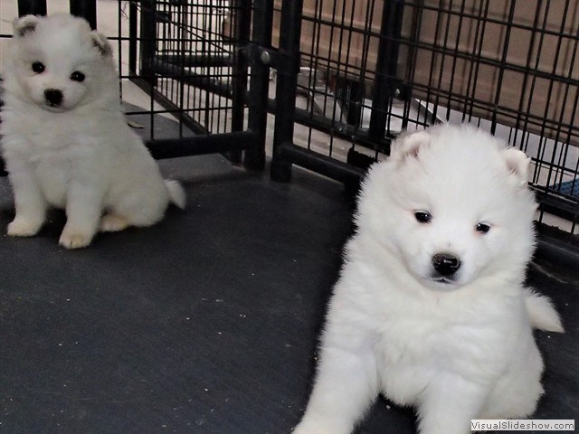 pups-9