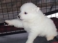 pups-1