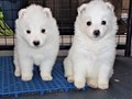 pups-10
