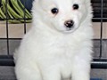 pups-11