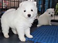pups-12