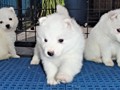 pups-13