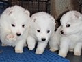 pups-14
