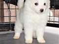 pups-15