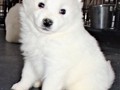 pups-16