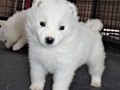 pups-18